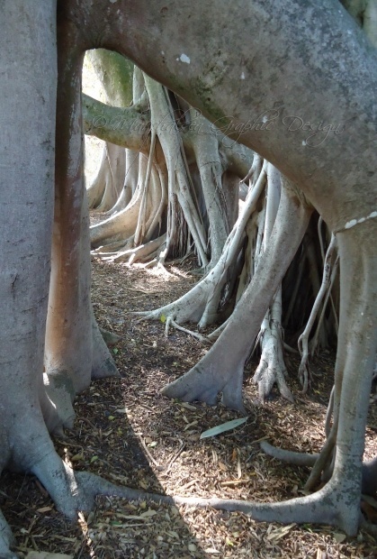 root of a bossy wife